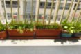 Greens in window boxes, garden, urban garden, patio garden, balcony garden, urban food production, urban garden, patio, tomatoes, herbs, vegetables, trellis, companion planting