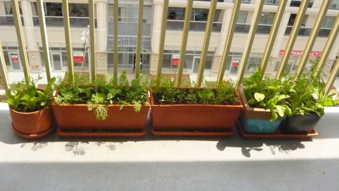 Greens in window boxes, garden, urban garden, patio garden, balcony garden, urban food production, urban garden, patio, tomatoes, herbs, vegetables, trellis, companion planting