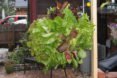 Lettuce planter, garden, urban garden, patio garden, balcony garden, urban food production, urban garden, patio, tomatoes, herbs, vegetables, trellis, companion planting