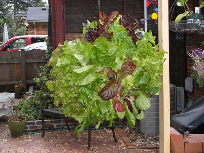Lettuce planter, garden, urban garden, patio garden, balcony garden, urban food production, urban garden, patio, tomatoes, herbs, vegetables, trellis, companion planting