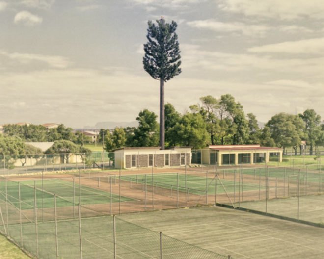 Invasive Species, Dillon Marsh, photography, eco art, green art, cell towers, cell towers disguised as trees, cell tower concealment