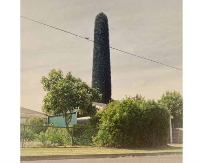 Invasive Species, Dillon Marsh, photography, eco art, green art, cell towers, cell towers disguised as trees, cell tower concealment