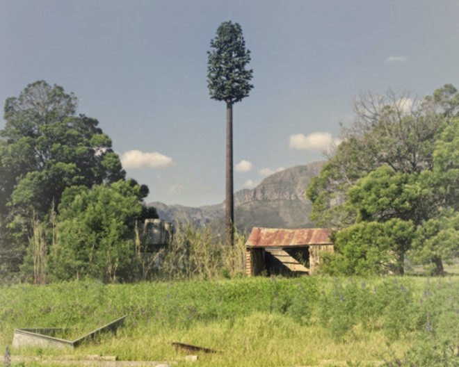 Invasive Species, Dillon Marsh, photography, eco art, green art, cell towers, cell towers disguised as trees, cell tower concealment