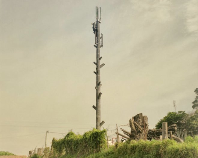Invasive Species, Dillon Marsh, photography, eco art, green art, cell towers, cell towers disguised as trees, cell tower concealment