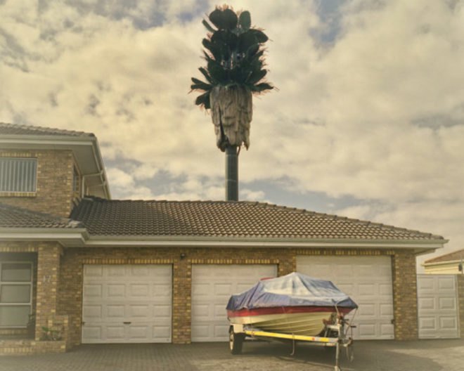 Invasive Species, Dillon Marsh, photography, eco art, green art, cell towers, cell towers disguised as trees, cell tower concealment