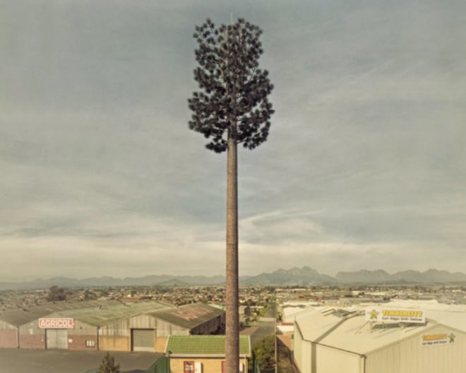 Invasive Species, Dillon Marsh, photography, eco art, green art, cell towers, cell towers disguised as trees, cell tower concealment