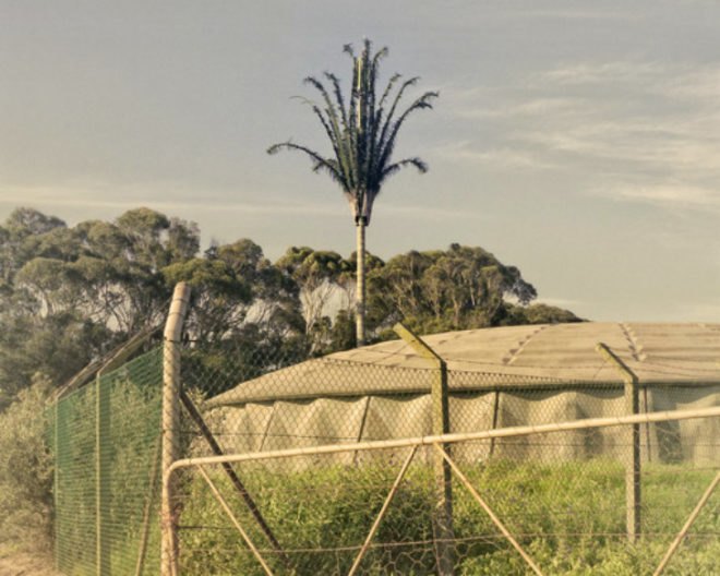 Invasive Species, Dillon Marsh, photography, eco art, green art, cell towers, cell towers disguised as trees, cell tower concealment