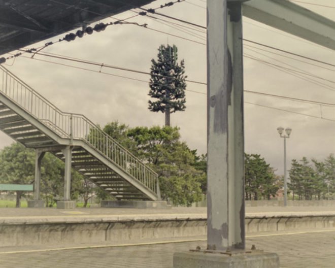 Invasive Species, Dillon Marsh, photography, eco art, green art, cell towers, cell towers disguised as trees, cell tower concealment