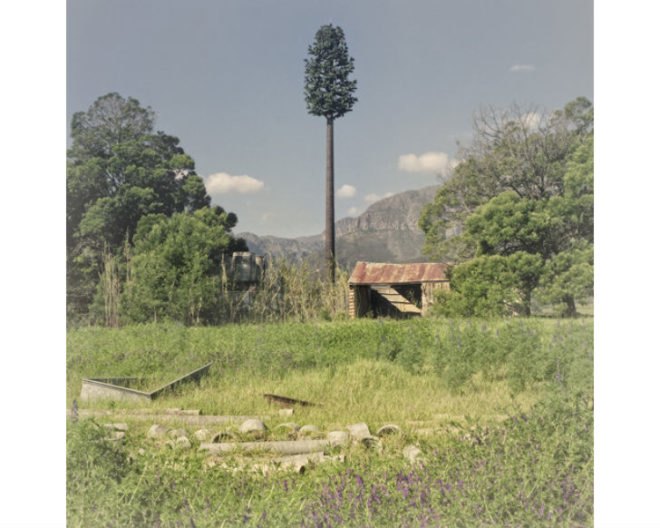 Invasive Species, Dillon Marsh, photography, eco art, green art, cell towers, cell towers disguised as trees, cell tower concealment