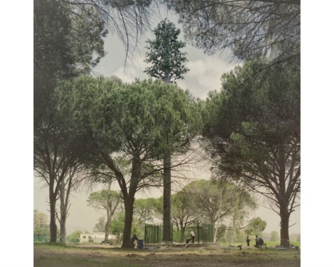 Invasive Species, Dillon Marsh, photography, eco art, green art, cell towers, cell towers disguised as trees, cell tower concealment