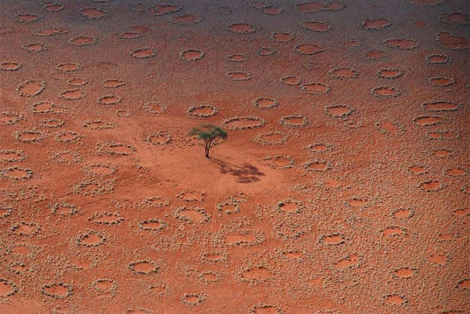 Norbert Juergens, Fairy Circles, Namib Desert, africa, sand termites, Psammotermes allocerus, circles, Animals, Botanical