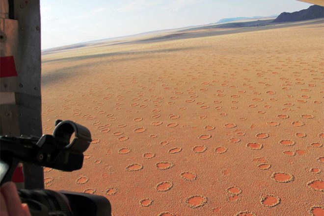 Norbert Juergens, Fairy Circles, Namib Desert, africa, sand termites, Psammotermes allocerus, circles, Animals, Botanical