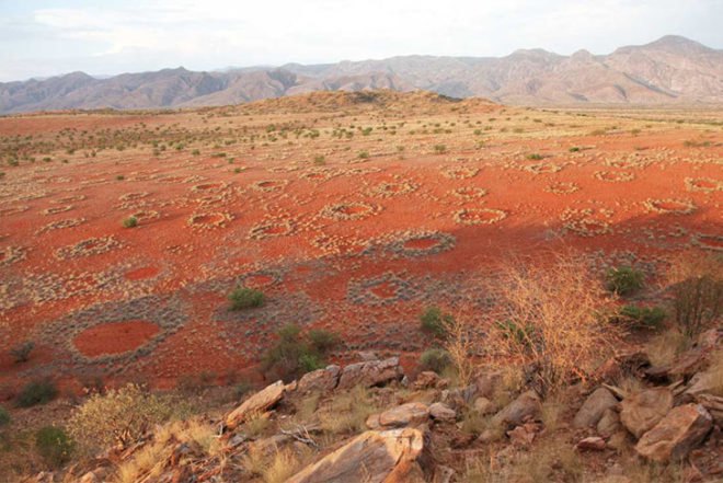 Norbert Juergens, Fairy Circles, Namib Desert, africa, sand termites, Psammotermes allocerus, circles, Animals, Botanical