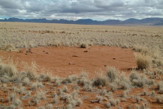 Norbert Juergens, Fairy Circles, Namib Desert, africa, sand termites, Psammotermes allocerus, circles, Animals, Botanical
