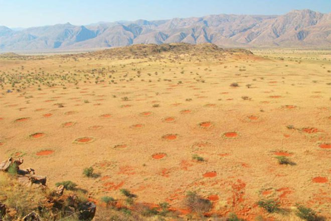 Norbert Juergens, Fairy Circles, Namib Desert, africa, sand termites, Psammotermes allocerus, circles, Animals, Botanical