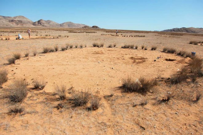 Norbert Juergens, Fairy Circles, Namib Desert, africa, sand termites, Psammotermes allocerus, circles, Animals, Botanical