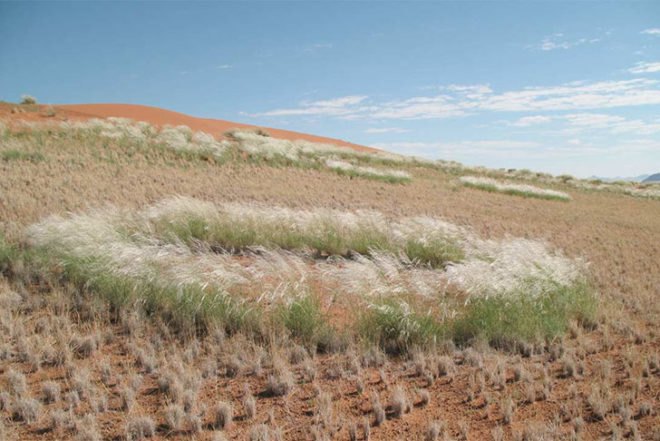 Norbert Juergens, Fairy Circles, Namib Desert, africa, sand termites, Psammotermes allocerus, circles, Animals, Botanical