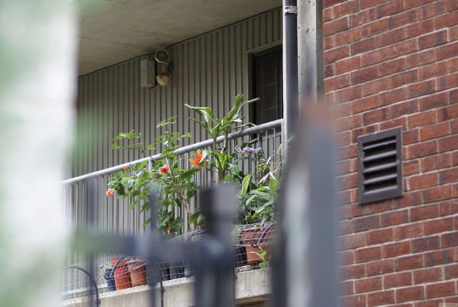 Urban balcony garden, garden, urban garden, patio garden, balcony garden, urban food production, urban garden, patio, tomatoes, herbs, vegetables, trellis, companion planting