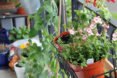 Patio garden climbing up railings, garden, urban garden, patio garden, balcony garden, urban food production, urban garden, patio, tomatoes, herbs, vegetables, trellis, companion planting