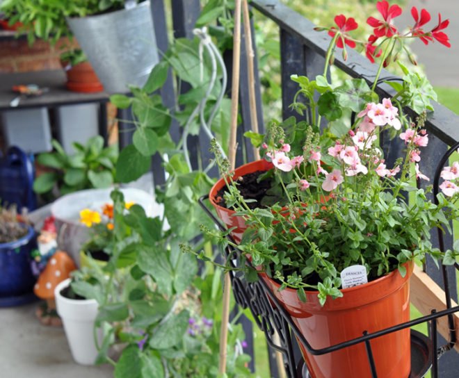 Patio garden climbing up railings, garden, urban garden, patio garden, balcony garden, urban food production, urban garden, patio, tomatoes, herbs, vegetables, trellis, companion planting