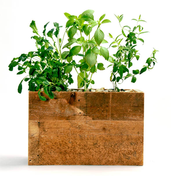 Modern Sprout, Hydroponic Planter, Windowsill planter, hydroponic windowsill planter, green gardening, gardening products, urban gardening