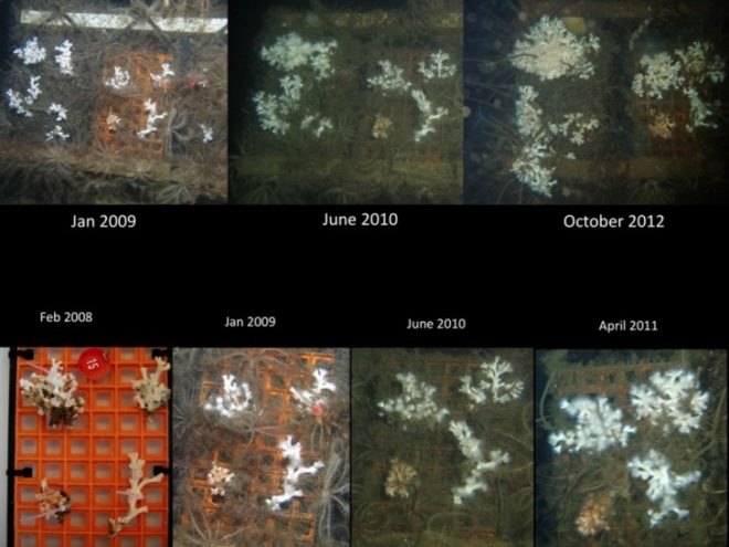 coralbots, ocean cleanup array, Heriot-Watt University, Kickstarter, global warming, climate change, reef repair, coral damage, reef, coral, coral reefs,