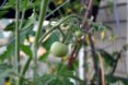 Closeup of tomato plants, garden, urban garden, patio garden, balcony garden, urban food production, urban garden, patio, tomatoes, herbs, vegetables, trellis, companion planting