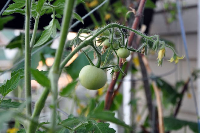 Closeup of tomato plants, garden, urban garden, patio garden, balcony garden, urban food production, urban garden, patio, tomatoes, herbs, vegetables, trellis, companion planting