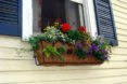 Flowers growing in window boxes, garden, urban garden, patio garden, balcony garden, urban food production, urban garden, patio, tomatoes, herbs, vegetables, trellis, companion planting