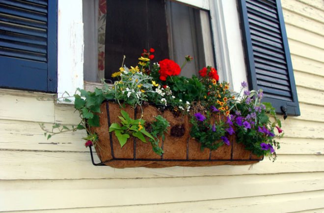 Flowers growing in window boxes, garden, urban garden, patio garden, balcony garden, urban food production, urban garden, patio, tomatoes, herbs, vegetables, trellis, companion planting