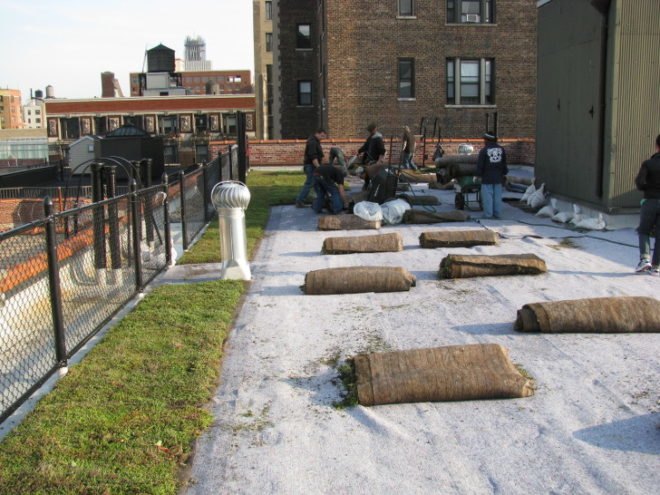 cooling costs, green roofs, moss vegetation, sedum, con edison, columbia university, green roofs nyc, joe lenuso, storm water, wastewater, nyc sewage system, nyc sewer system, energy conservation, morningside heights