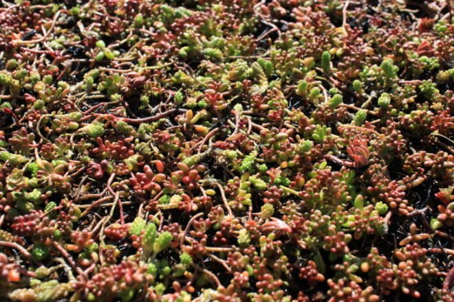 cooling costs, green roofs, moss vegetation, sedum, con edison, columbia university, green roofs nyc, joe lenuso, storm water, wastewater, nyc sewage system, nyc sewer system, energy conservation, morningside heights