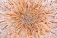 david adey, collage, paper, found art, magazine, google search, pin, mandala
