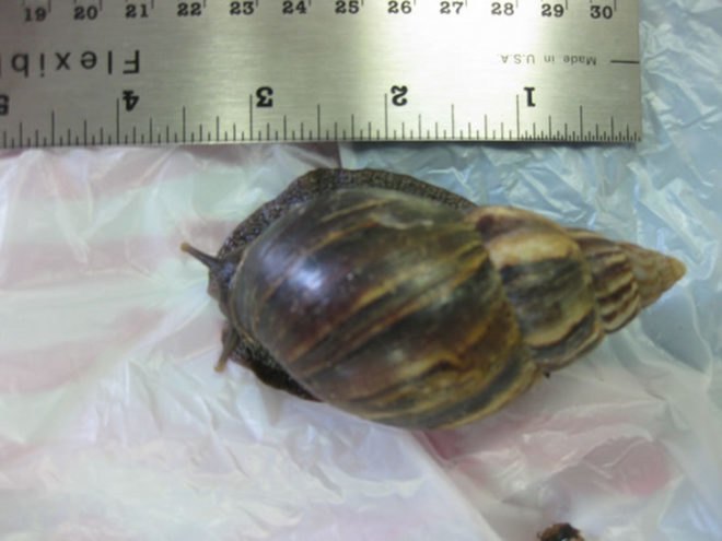 Giant snail, african land snail, invasive species, miami dade county, florida