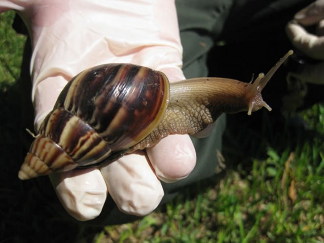 Giant snail, african land snail, invasive species, miami dade county, florida