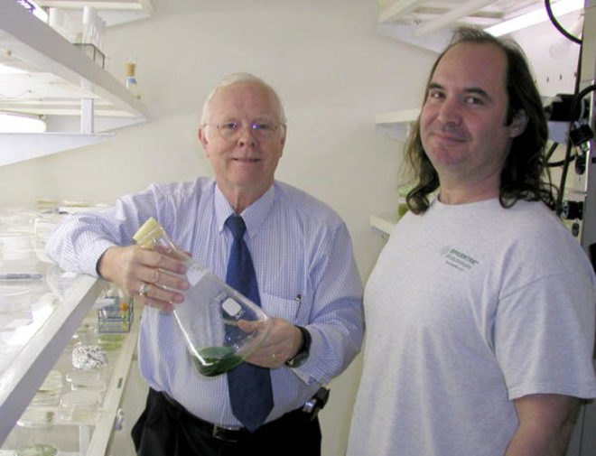 cyanobacteria, blue-green algae, dr. r. malcom brown jr, dr david nobles, university of texas at austin, nanocellulose