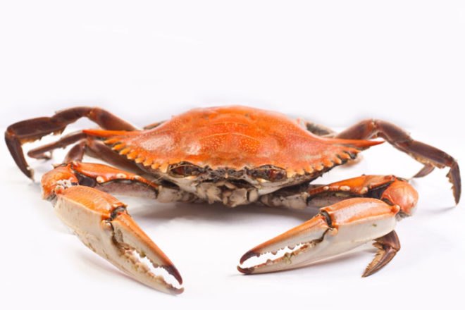 blue crabs, chesapeake bay, carbon pollution, large, predator, carbon dioxide, ocean acidification