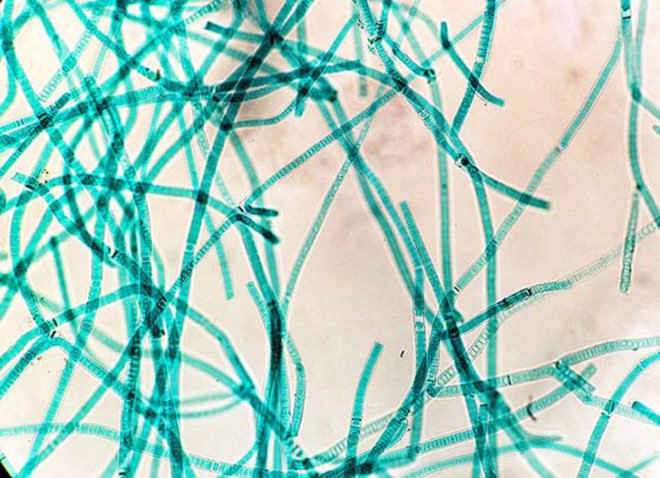 cyanobacteria, blue-green algae, dr. r. malcom brown jr, dr david nobles, university of texas at austin, nanocellulose