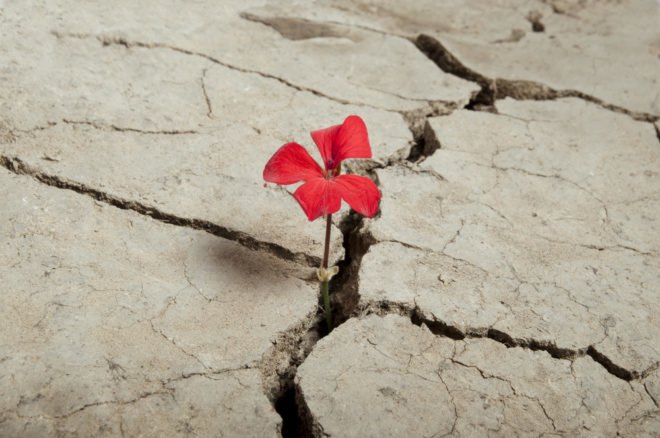 cracked earth, mud, dry mud, flower in mud, flower growing our of mud, flower in earth cracks