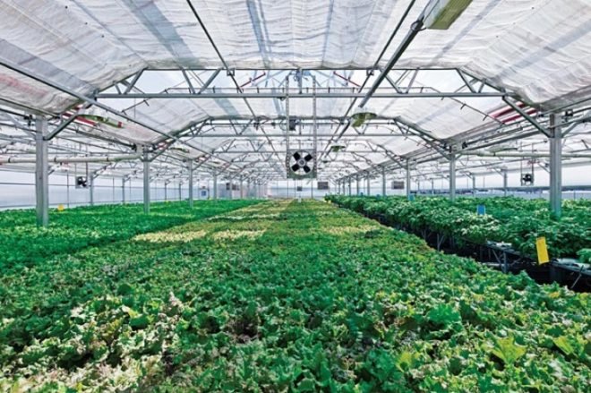 gotham greens, whole foods market, green jobs, farm fresh, farmers market, gotham greens, farming education, agriculture, environmental education, gowanus, greenpoint brooklyn, hurricane sandy, superstorm sandy, nyc urban farms, urban farming, nyc greenhouse