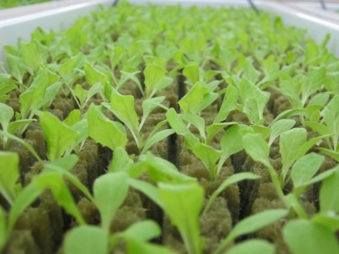 gotham greens, whole foods market, green jobs, farm fresh, farmers market, gotham greens, farming education, agriculture, environmental education, gowanus, greenpoint brooklyn, hurricane sandy, superstorm sandy, nyc urban farms, urban farming, nyc greenhouse