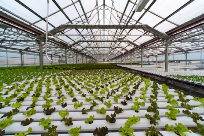 gotham greens, whole foods market, green jobs, farm fresh, farmers market, gotham greens, farming education, agriculture, environmental education, gowanus, greenpoint brooklyn, hurricane sandy, superstorm sandy, nyc urban farms, urban farming, nyc greenhouse