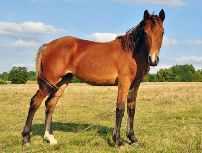 green design, eco design, sustainable design, horse poop biofuel, alternative energy, biofuels, commercial production of biofuels, poo power, horse manure fuel