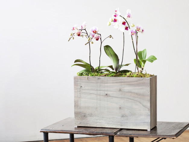 Modern Sprout, Hydroponic Planter, Windowsill planter, hydroponic windowsill planter, green gardening, gardening products, urban gardening