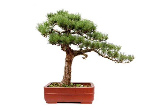 tree, small tree, bonsai tree, small bonsai