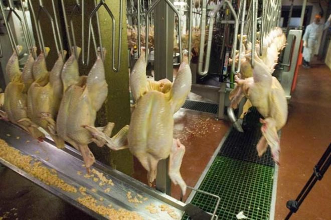 usda, poultry inspection, chemicals, processing plant, the food integrity campaign, the government accountability project