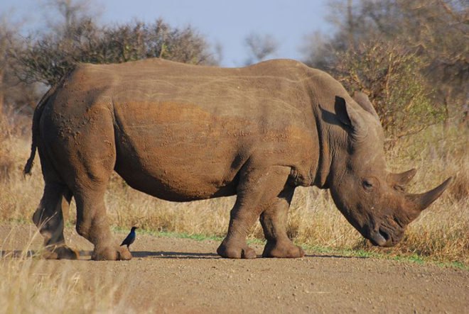 african rhinoceros, mozambique, poacher, horn, great limpopo transfrontier park