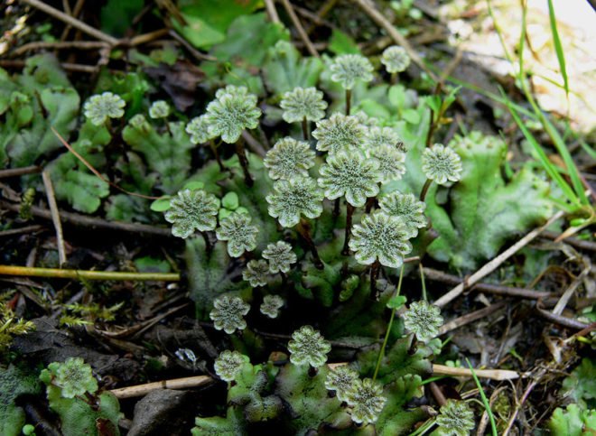 news, environmental news, climate change, polar bears, national academy of sciences, University of Alberta, teardrop glacier, plants come back from the dead, arctic plants, ice age, bryophytes