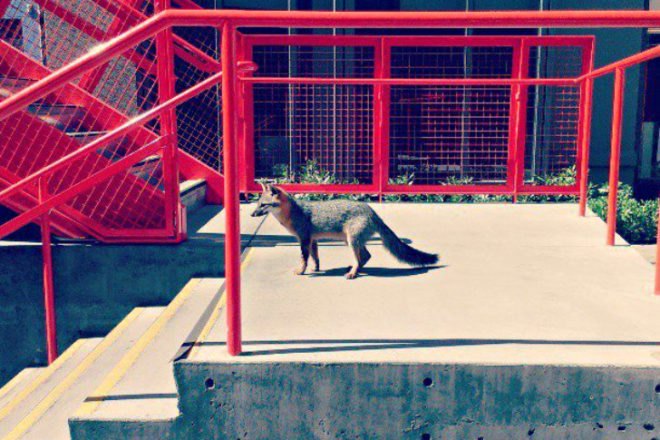 FB Fox, Facebook Fox, foxes, baby foxes, fox family, facebook, firefox, animals, cuteness overload
