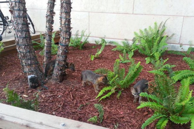 FB Fox, Facebook Fox, foxes, baby foxes, fox family, facebook, firefox, animals, cuteness overload